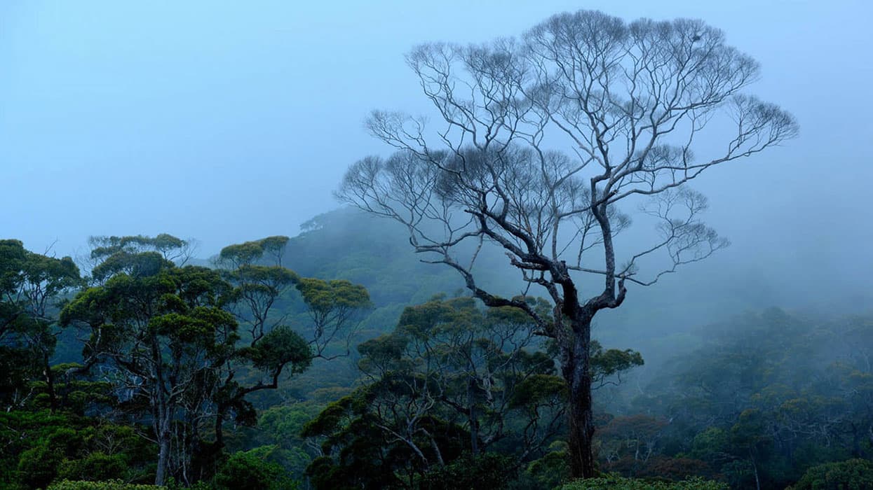 /forest-in-sri-lanka